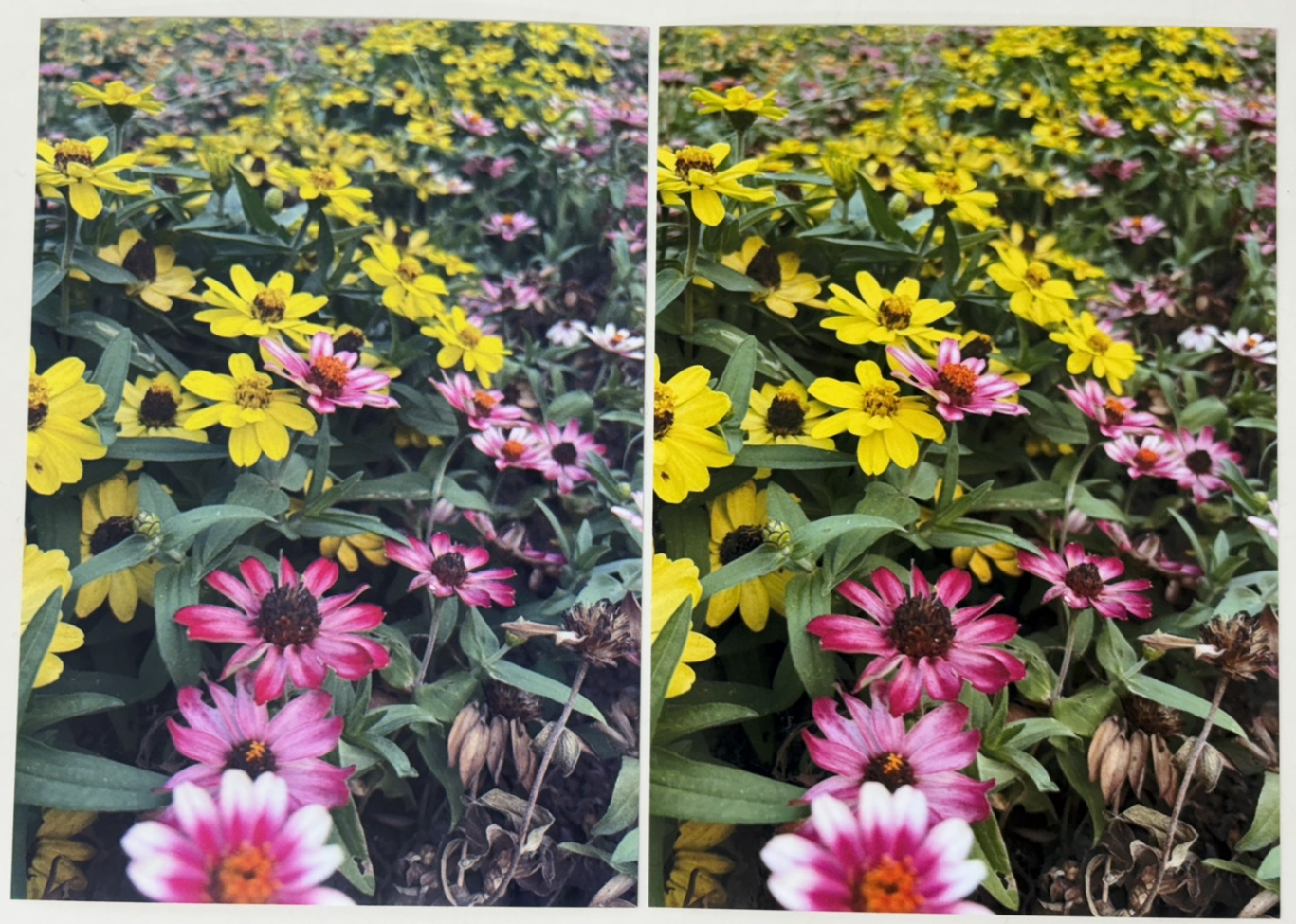 EW-M630TW（左）とEW-M754TW（右）の写真印刷比較（光沢紙）