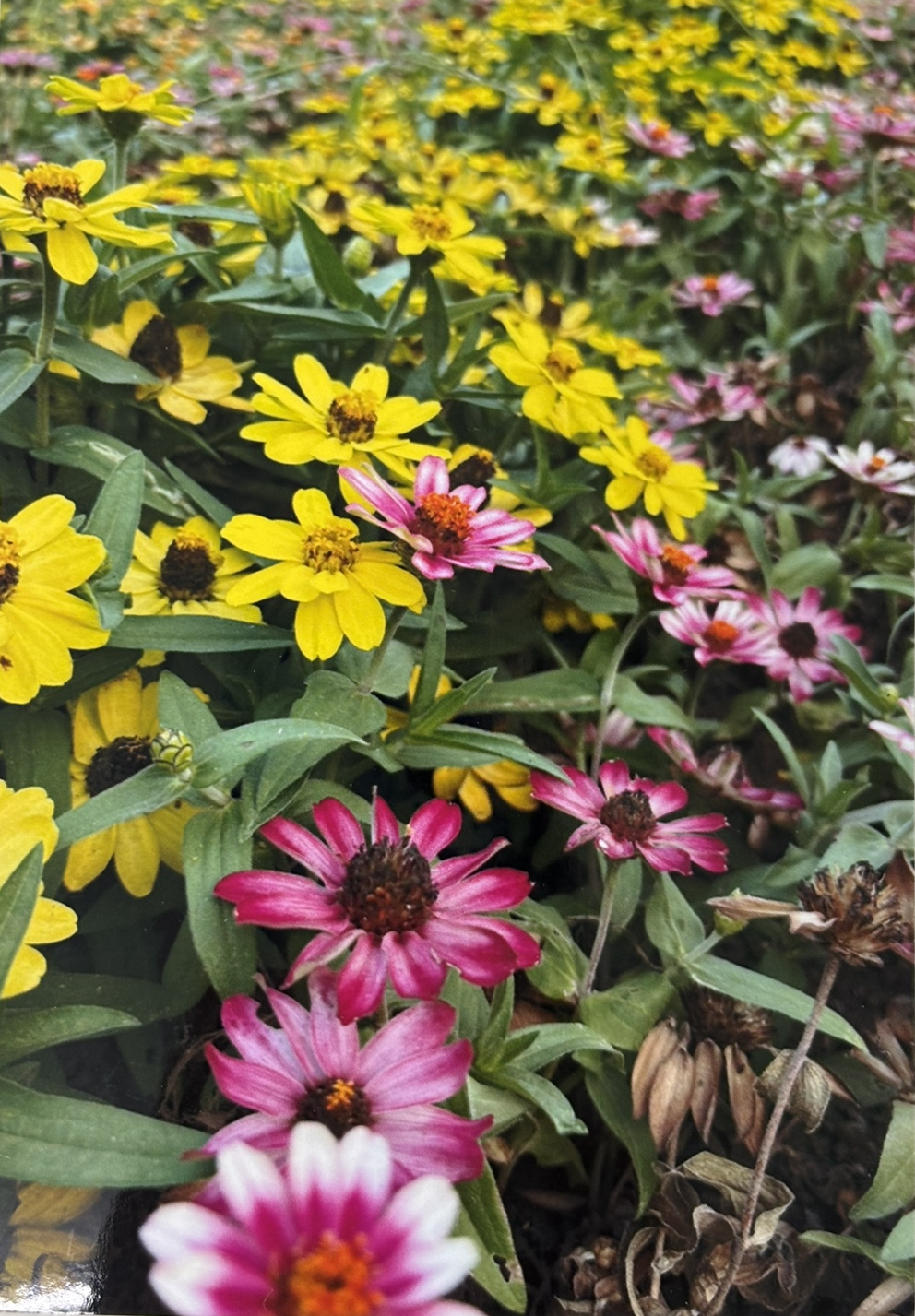 EW-M754TWで印刷した写真サンプル（光沢紙・色鮮やか）